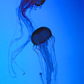 Jellyfish 5